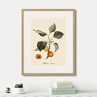 картина: juicy fruit lithography №2, 1870г. в Самаре