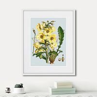 картина: himalaya plants yellow flower, 1869г. в Самаре