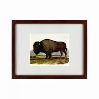 картина: american bison, 1845 в Самаре