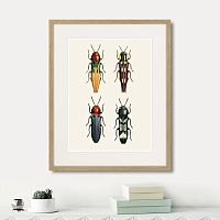 картина: assorted beetles №5, 1735г. в Самаре