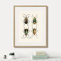 картина: assorted beetles №8, 1735г. в Самаре