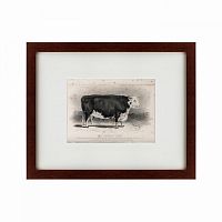 картина: a hereford bull, 1849 в Самаре