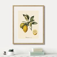 картина: juicy fruit lithography №3, 1870г. в Самаре