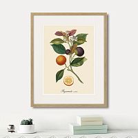 картина: juicy fruit lithography №11, 1870г. в Самаре