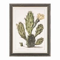 постер opuntia cactus зеленый в Самаре