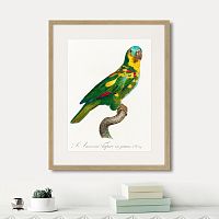 картина: beautiful parrots №11, 1872г. в Самаре