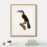 картина: beautiful toucans №1, 1806г. в Самаре