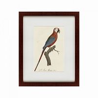 картина: ara macao (scarlet macaw), 1801 в Самаре