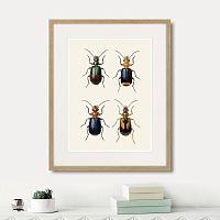 картина: assorted beetles №4, 1735г. в Самаре