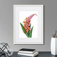 картина: caribian flora pink alpinia, 1740г. в Самаре