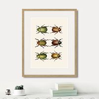 картина: assorted beetles №11, 1735г. в Самаре