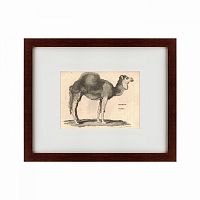 картина: arabian camel, 1809 в Самаре