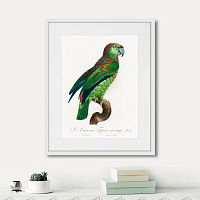 картина: beautiful parrots №4, 1872г. в Самаре