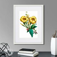 картина: caribian flora yellow allamanda, 1740г. в Самаре