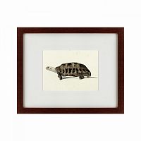 картина: a hand-painted illustration of an elongated tortoise, 1873 в Самаре