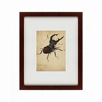 картина: stag beetle, 1505 в Самаре