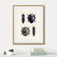 картина: assorted beetles №1, 1735г. в Самаре