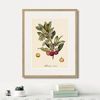 картина: juicy fruit lithography №4, 1870г. в Самаре