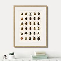 картина: assorted beetles №2, 1735г. в Самаре