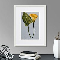 картина: yellow arum lily, 1899г. в Самаре