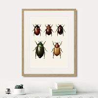 картина: assorted beetles №7, 1735г. в Самаре