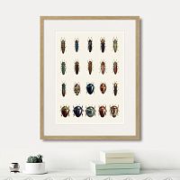 картина: assorted beetles №3, 1735г. в Самаре