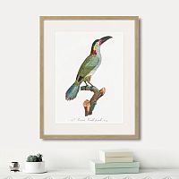 картина: beautiful toucans №3, 1806г. в Самаре