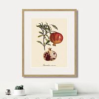 картина: juicy fruit lithography №7, 1870г. в Самаре