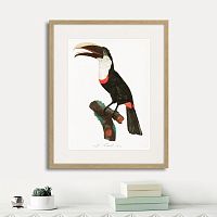 картина: beautiful toucans №2, 1806г. в Самаре