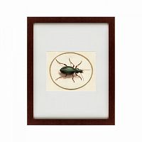 картина: beetle, 1700 в Самаре