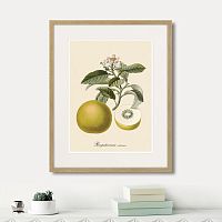 картина: juicy fruit lithography №10, 1870г. в Самаре