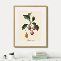 картина: juicy fruit lithography №9, 1870г. в Самаре